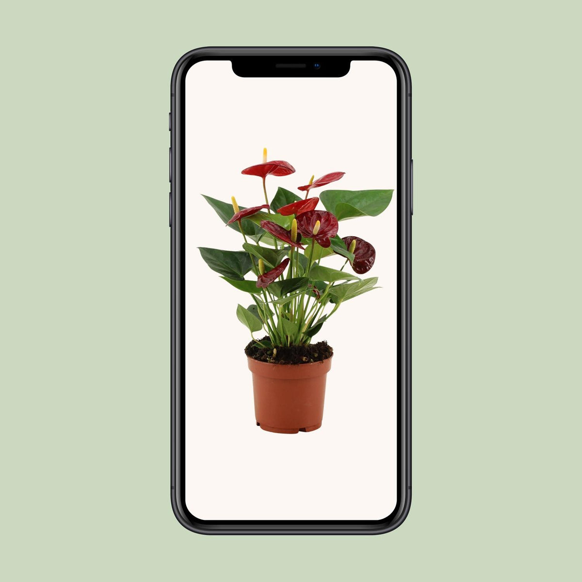 Anthurium Calon In Transparant Sleeve (flamingoplant) – Ø12 cm, 36 cm hoog
