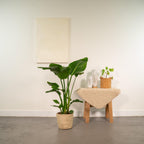 Strelitzia nicolai (oiseau de paradis blanc) avec panier selin – Ø19 cm, 90 cm de haut