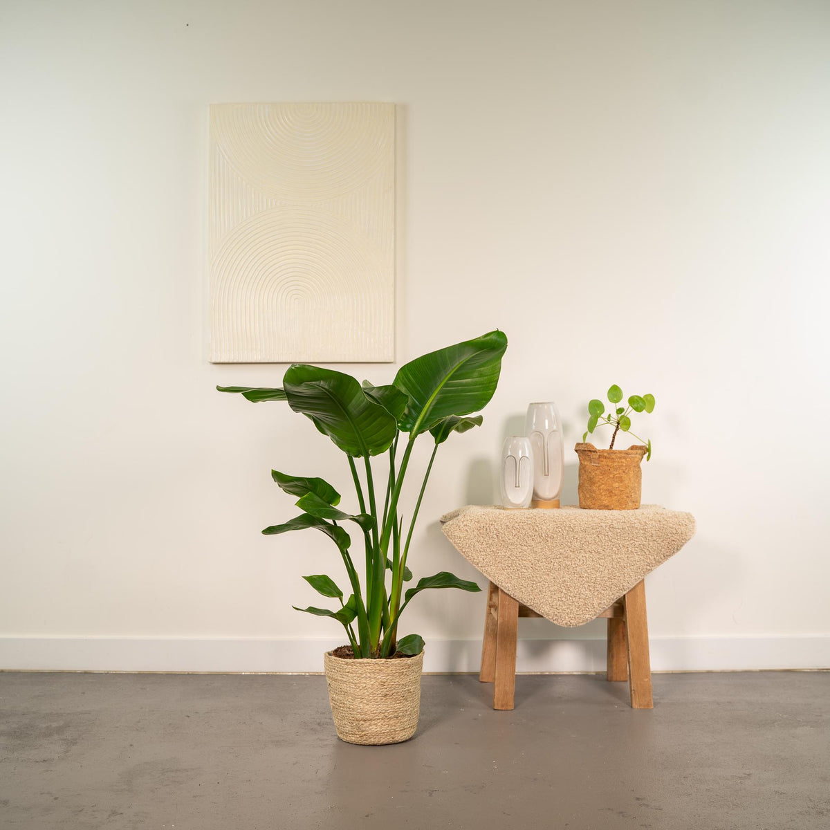 Strelitzia nicolai (weiße Paradiesvogelblume) mit Korb Selin – Ø 19 cm, 90 cm hoch