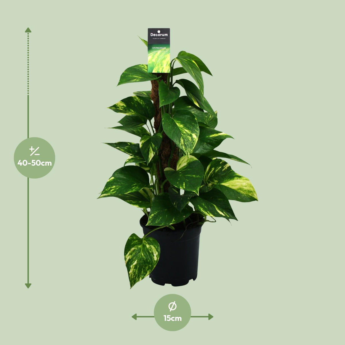Epipremnum (scindapsus) – Ø15 cm, 50 cm hoog