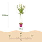 Salix 'Flamingo' (Weide) – 4 Pflanzen, Ø 19 cm, 90–100 cm hoch