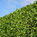 Cherry laurel (Prunus laurocerasus) – Ø35 cm, 125–150 cm high