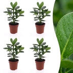 4× Clusia Princess – Ø12 cm, 40 cm høj