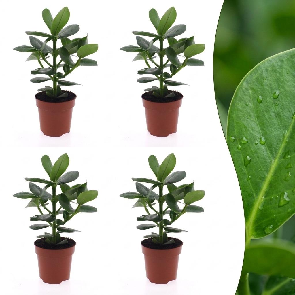 4× Clusia Princess – Ø12 cm, 40 cm høj