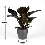 Philodendron Imperial Red en pot de culture gris – Ø19 cm, 60 cm de haut