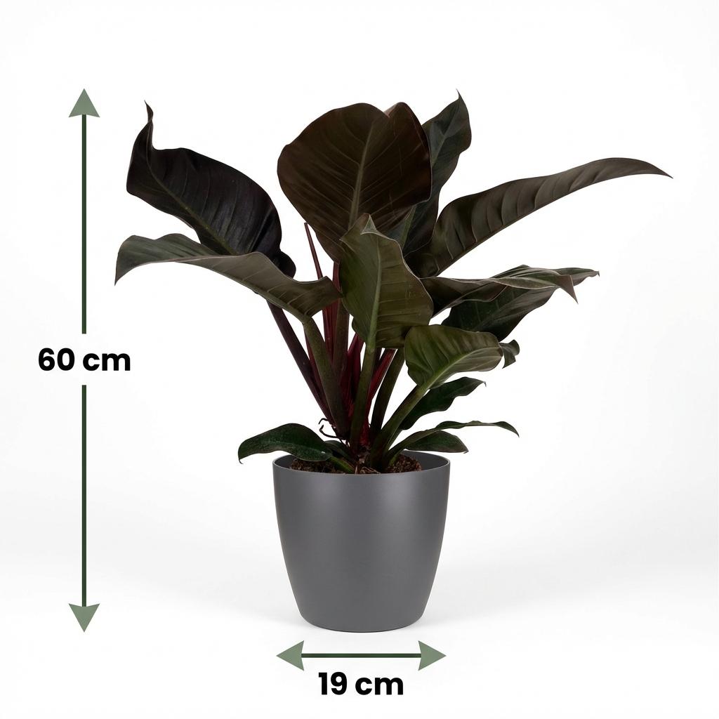 Philodendron Imperial Red en pot de culture gris – Ø19 cm, 60 cm de haut