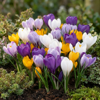 Mélange de crocus à grandes fleurs – 60 bulbes (calibre 7/8)
