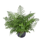 Asplenium Parvati (fugleredbreg) – Ø23 cm, 55 cm høj