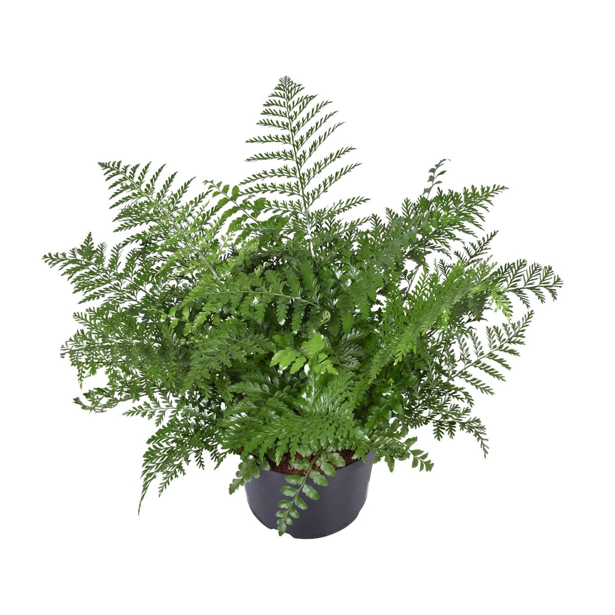 Asplenium Parvati (fugleredbreg) – Ø23 cm, 55 cm høj