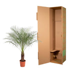 Phoenix Roebelenii (dvärgpalmdedel) – Ø27 cm, 140 cm hög