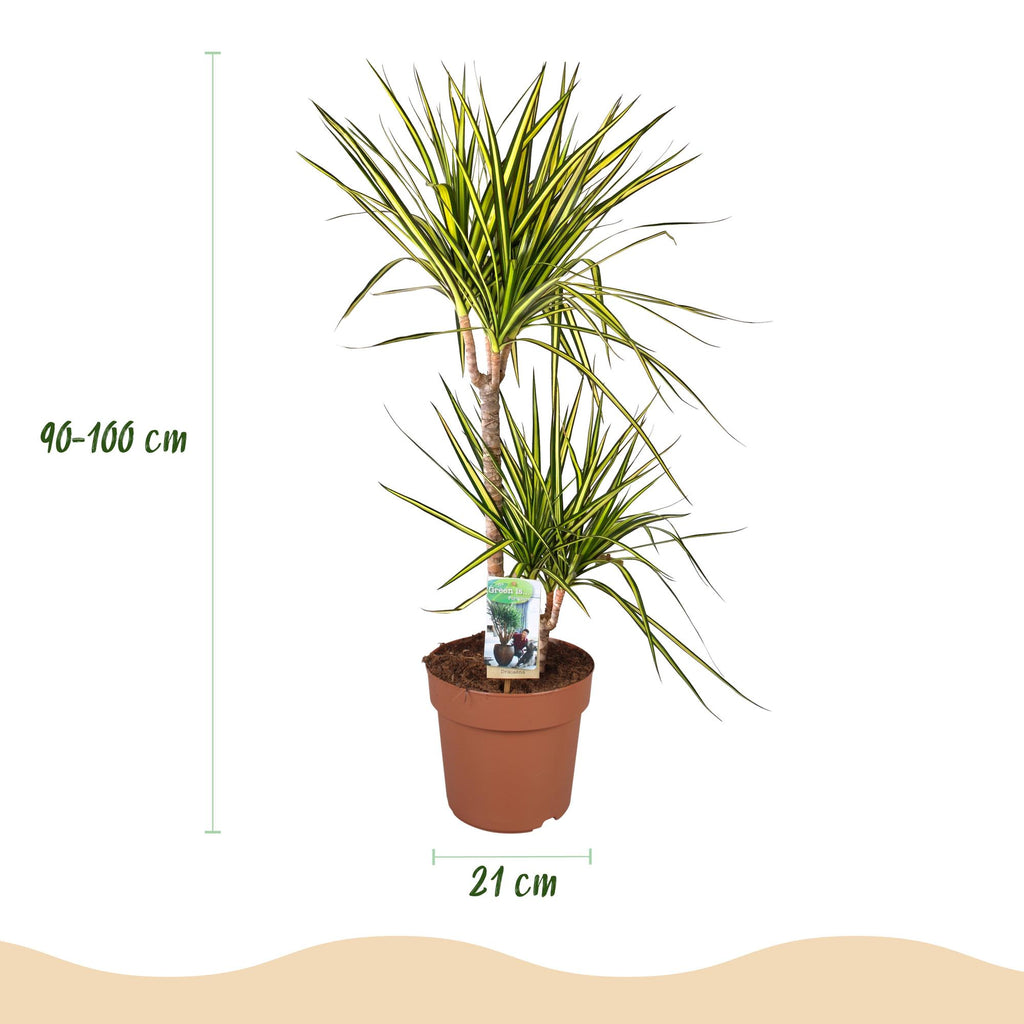 Dracaena Sunray (Drachenbaum) – Ø 21 cm, 90–100 cm hoch