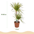 Dracaena Sunray (Drachenbaum) – Ø 21 cm, 90–100 cm hoch