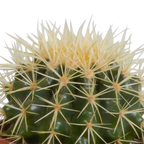 Kaktusmix (Cactaceae) i hvid potte – Ø11 cm, 23 cm høj