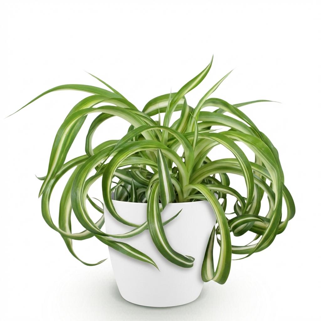 Chlorophytum comosum Bonnie (græsløg) i Potter-pyntekrukke hvid – Ø12 cm, 20 cm høj