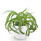 Chlorophytum comosum Bonnie (græsløg) i Potter-pyntekrukke hvid – Ø12 cm, 20 cm høj