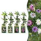 Passiflora 'Regenboog' (passiflore) – blanc-violet-rose – 8 plantes, Ø9 cm, 35 cm de haut