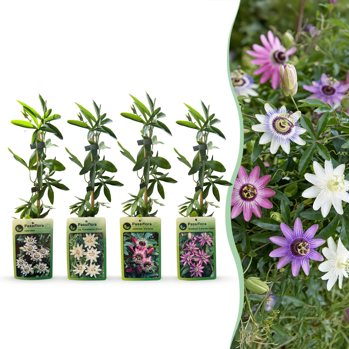 Passiflora 'Regenboog' (passiflore) – blanc-violet-rose – 8 plantes, Ø9 cm, 35 cm de haut