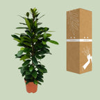Ficus Cyathistipula – Ø21 cm, 105 cm høj – art. 5077