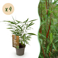 Fargesia 'Asian Wonder' (nicht ausladender Bambus) – 4 Pflanzen, Ø 14 cm, 35 cm hoch