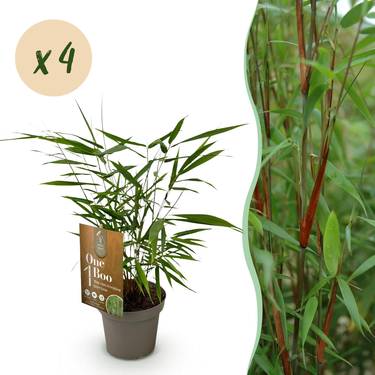 Fargesia 'Asian Wonder' (nicht ausladender Bambus) – 4 Pflanzen, Ø 14 cm, 35 cm hoch