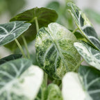 Alocasia Ninja Variegata (elefantøre) – Ø6 cm, 5 cm høj