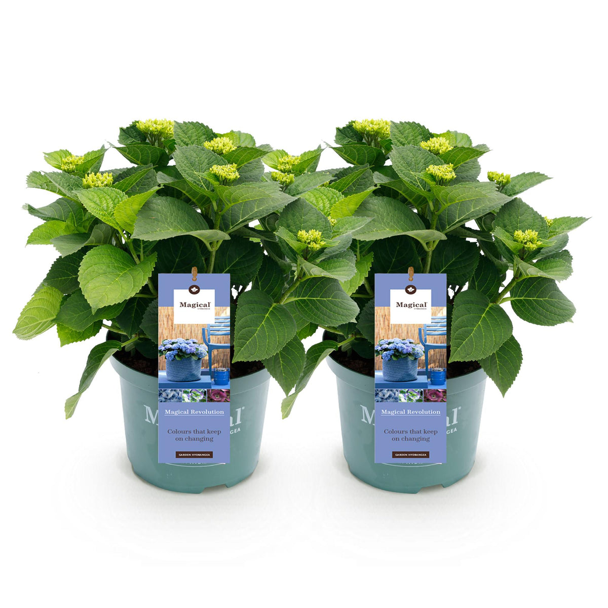 Hydrangea 'Magical Revolution Blue' (hortensia) – blauw – 2 planten, Ø23 cm, 55 cm hoog