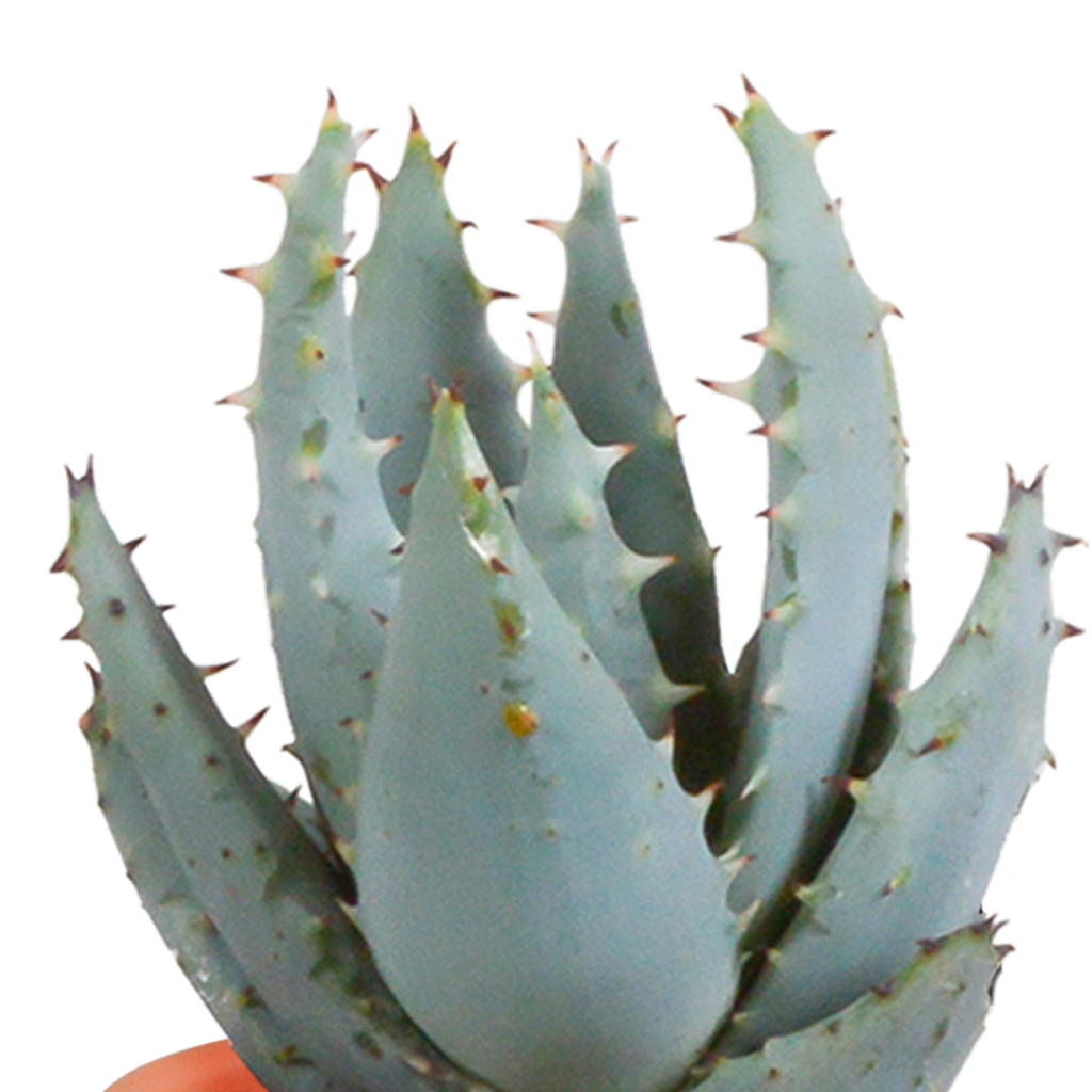 15× Mélange de cactus et plantes grasses (Cactaceae) – Ø6 cm, 13 cm de haut – photo 10