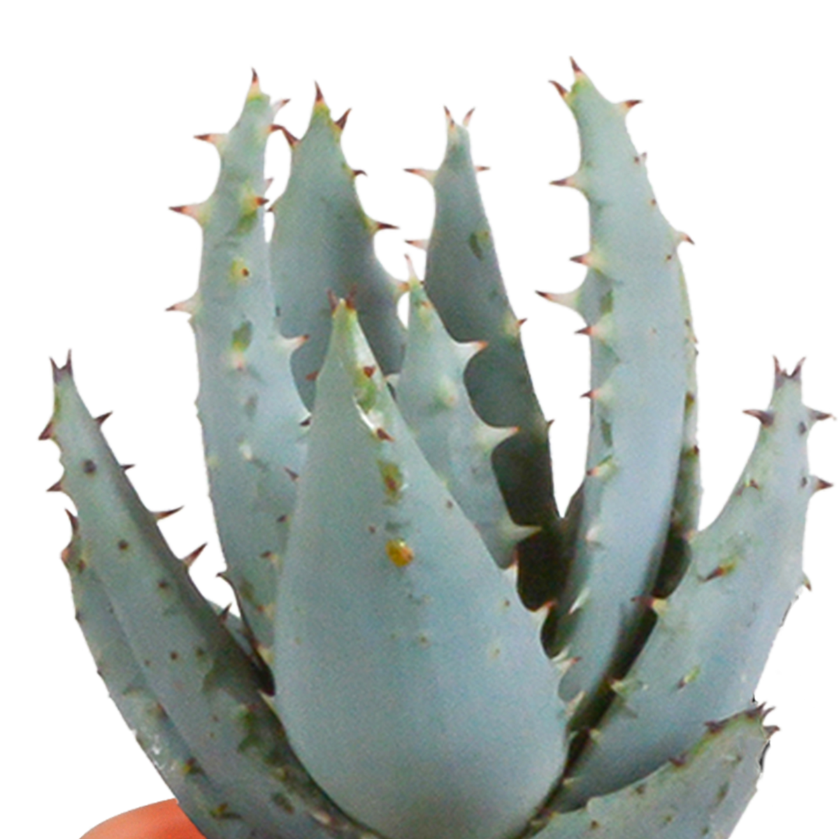 15× Mélange de cactus et plantes grasses (Cactaceae) – Ø6 cm, 13 cm de haut – photo 10