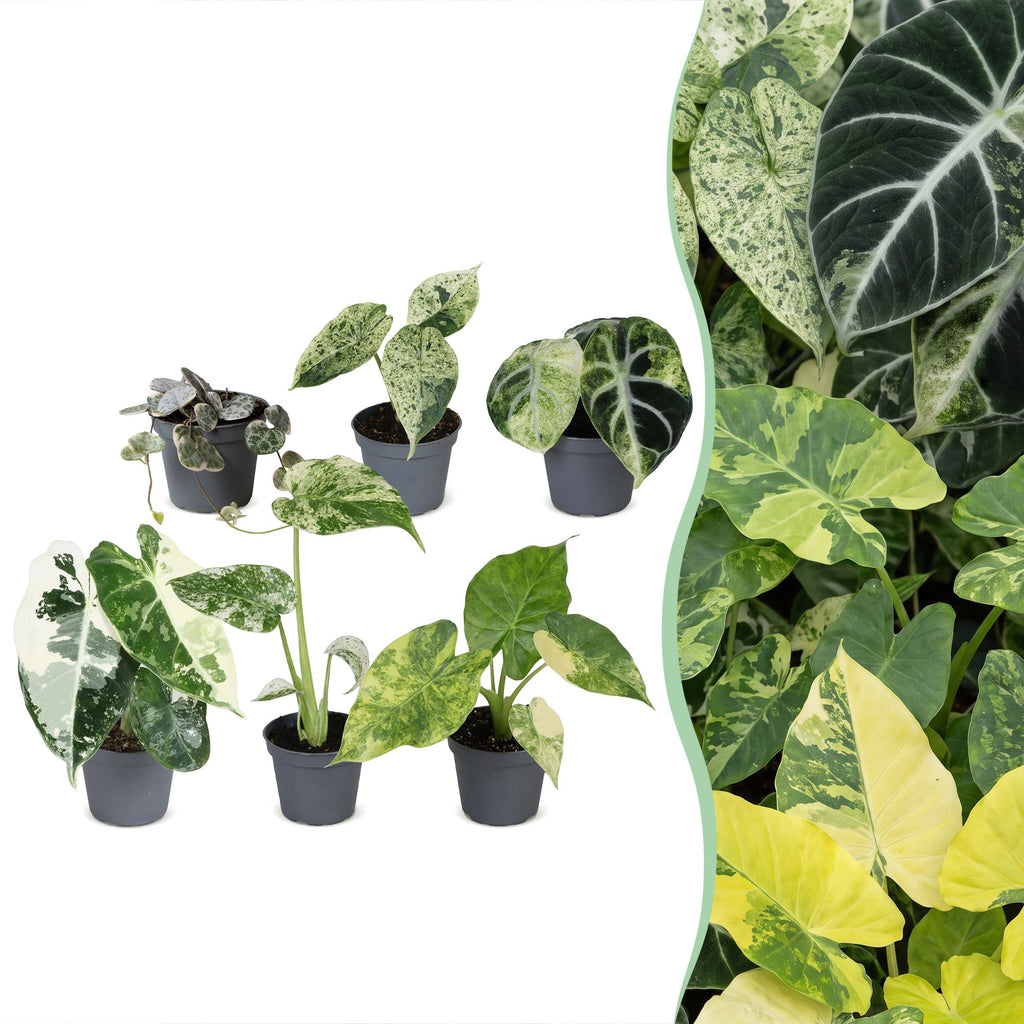 6× jeunes plantes Variegata mix – Ø6 cm, 10–15 cm de haut