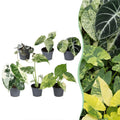 6× jeunes plantes Variegata mix – Ø6 cm, 10–15 cm de haut