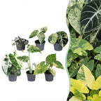 6× jeunes plantes Variegata mix – Ø6 cm, 10–15 cm de haut