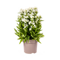 Campanula 'Glomerata Genti White' (bellflower) – Ø19 cm, 30–40 cm high