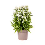 Campanula 'Glomerata Genti White' (bellflower) – Ø19 cm, 30–40 cm high