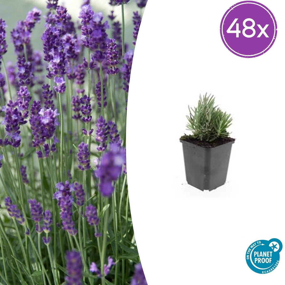 Lavandula angustifolia 'Dwarf Blue' (lavendel) – 48 planten, Ø9 cm, 10–25 cm hoog