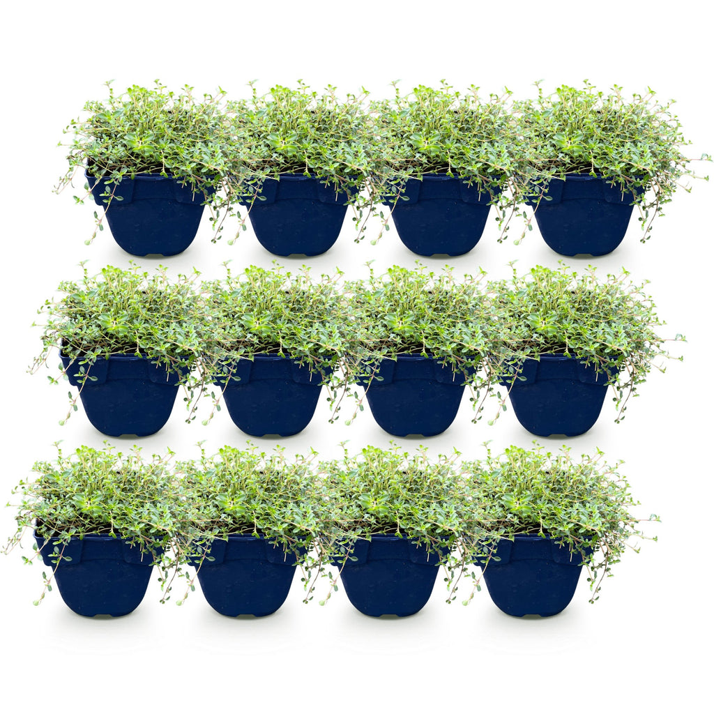 Timian 'Tricolour' (tym) – rosa-rød-hvid – 12 planter, Ø11 cm, 15–25 cm høj – billede 2