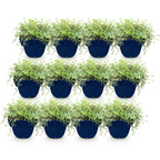 Timian 'Tricolour' (tym) – rosa-rød-hvid – 12 planter, Ø11 cm, 15–25 cm høj