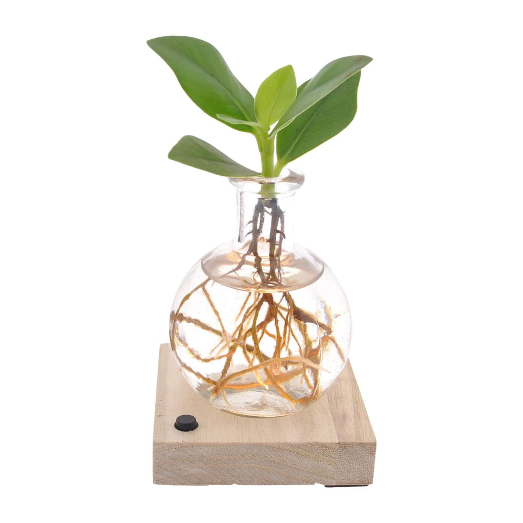 Clusia In Samoa LED – Ø5 cm, 10 cm hoch