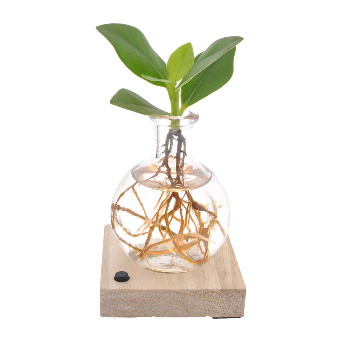 Clusia In Samoa LED – Ø5 cm, 10 cm hoch