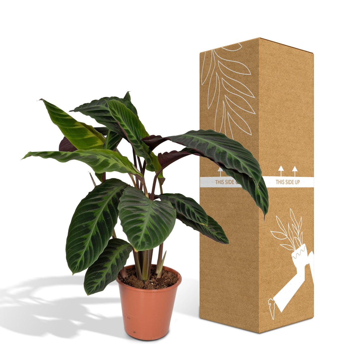 Calathea warscewiczii – Ø 19 cm, 70 cm de haut