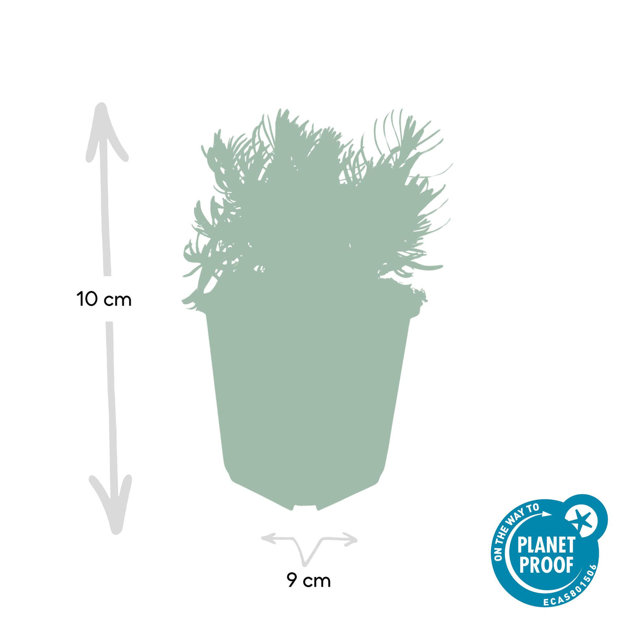Lavandula 'Hidcote' (lavendel) – 12 planten, Ø9 cm, 10–25 cm hoog