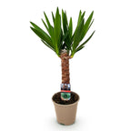 Yucca elephantipes – Ø14 cm, 55 cm hoog