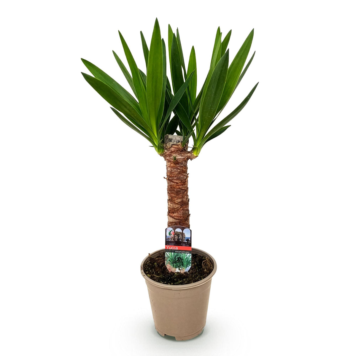 Yucca elephantipes – Ø 14 cm, 55 cm hoch