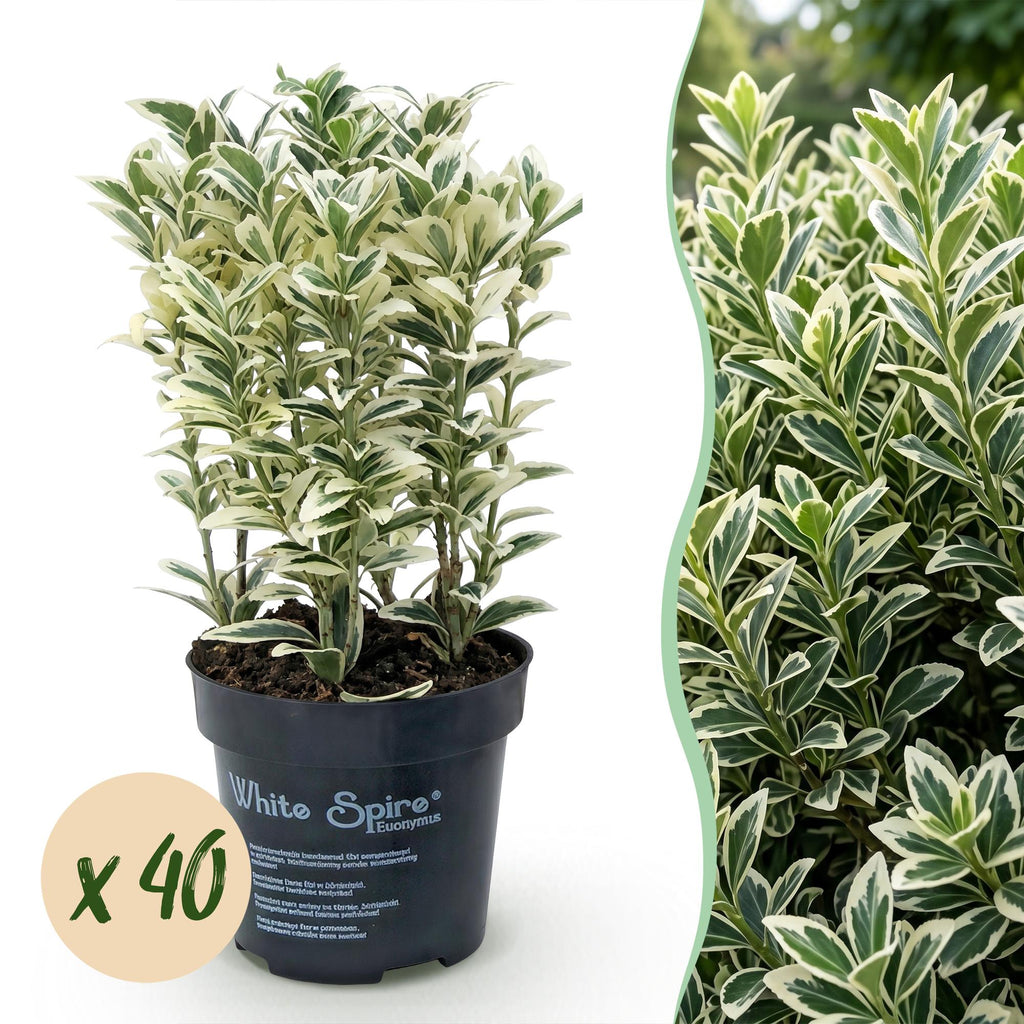 Euonymus japonicus 'White Spire' (osmanthus du Japon) – blanc – 40 plants, Ø9 cm, 20–30 cm de haut