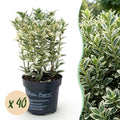 Euonymus japonicus 'White Spire' (osmanthus du Japon) – blanc – 40 plants, Ø9 cm, 20–30 cm de haut