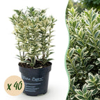 Euonymus japonicus 'White Spire' (osmanthus du Japon) – blanc – 40 plants, Ø9 cm, 20–30 cm de haut