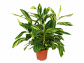 Alpinia variegata (prydgynged) – Ø24 cm, 90 cm høj