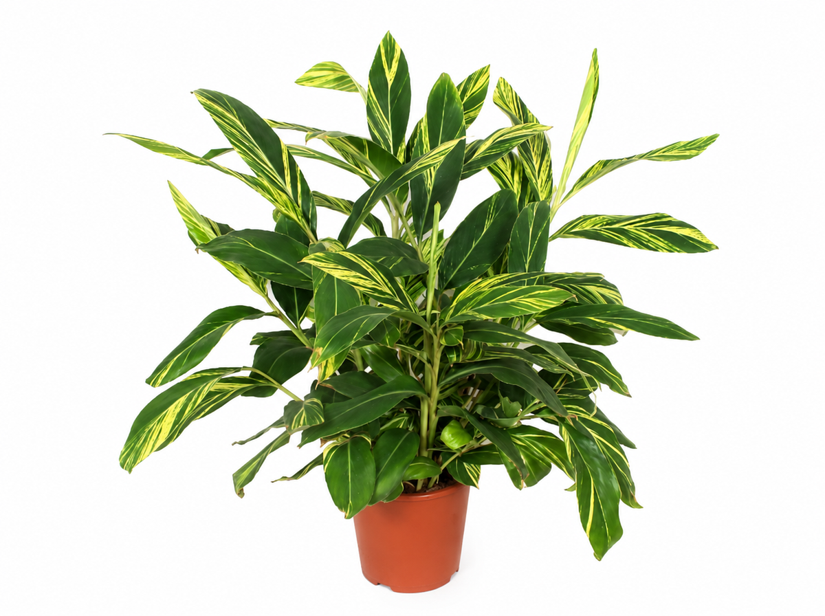 Alpinia variegata (prydgynged) – Ø24 cm, 90 cm høj