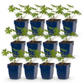 Géranium 'Tricolour' (géranium vivace) – violet-rose-blanc – 12 plants, Ø11 cm, 15–25 cm de haut