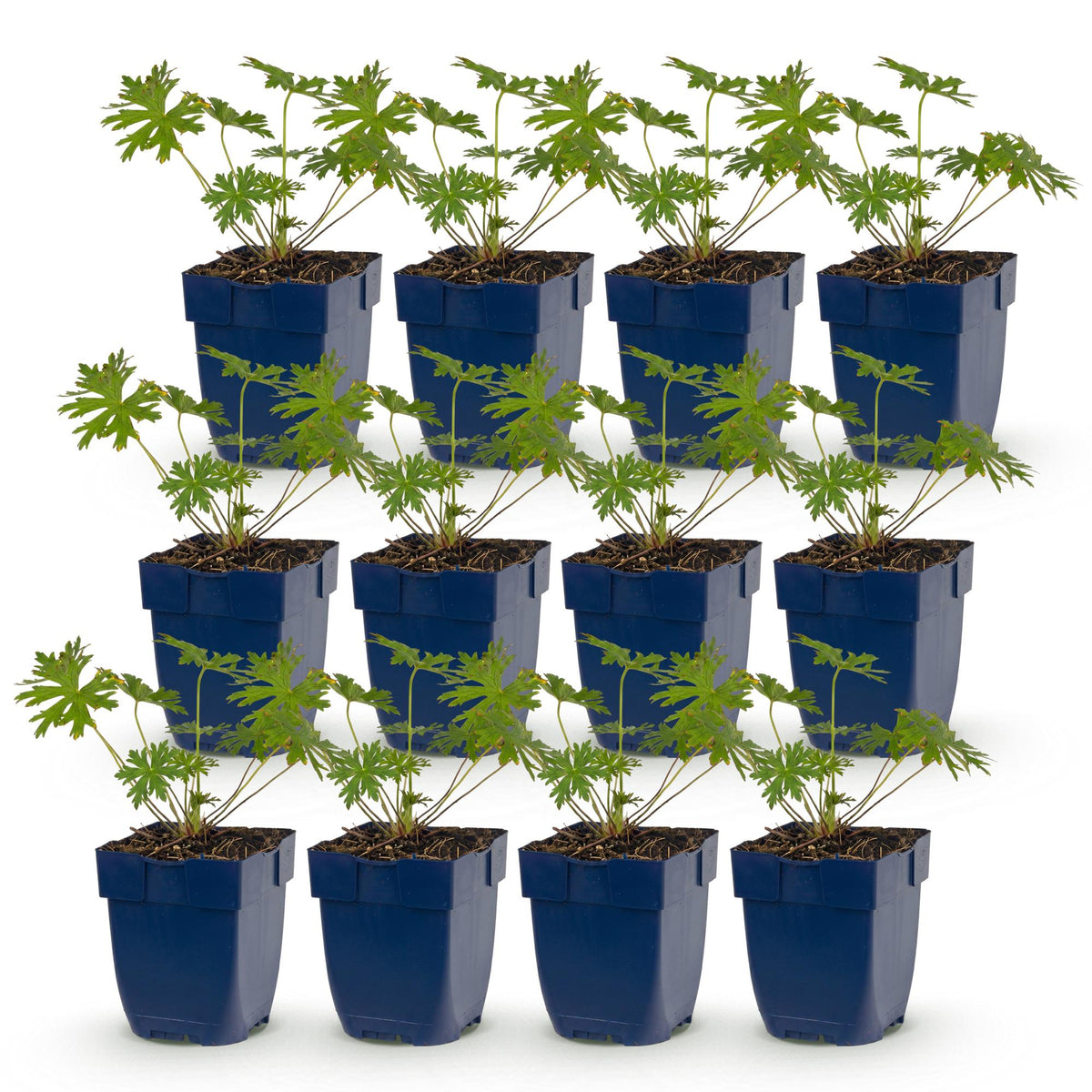 Géranium 'Tricolour' (géranium vivace) – violet-rose-blanc – 12 plants, Ø11 cm, 15–25 cm de haut