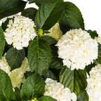 Hydrangea macrophylla 'White' (Hortensie) – Ø 24 cm, 70–80 cm hoch